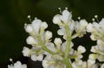 Mapleleaf viburnum